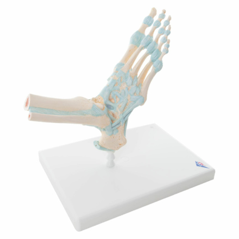 足関節，靭帯付モデル