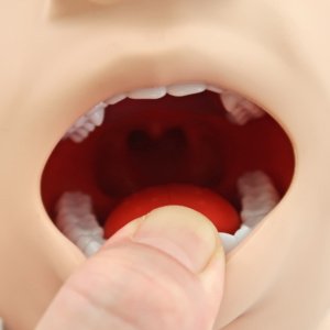 気道領域をリアルに再現