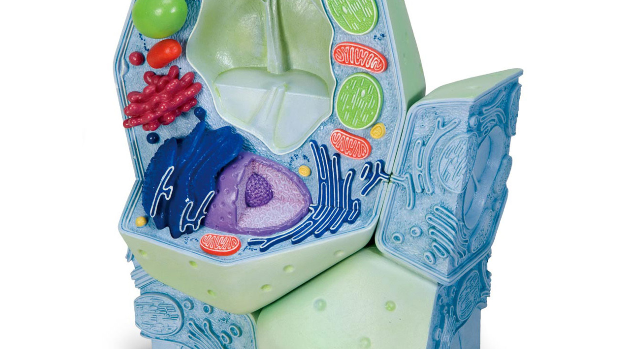 動物細胞の構造を観察できる拡大模型，動物細胞モデル - 3B Scientific 真核, image size:1280x720