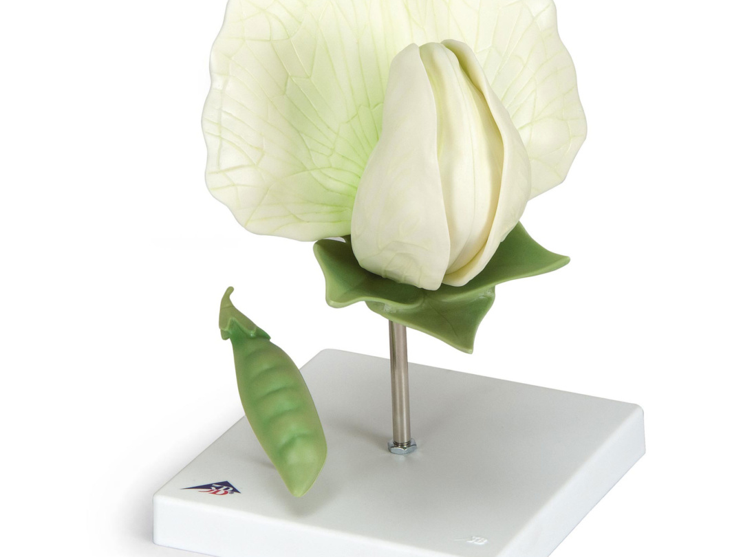 エンドウの花モデル 日本スリービー サイエンティフィック エンドウの花モデル 日本スリービー サイエンティフィック