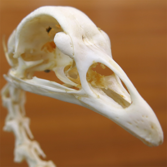 ニワトリの全身骨格標本