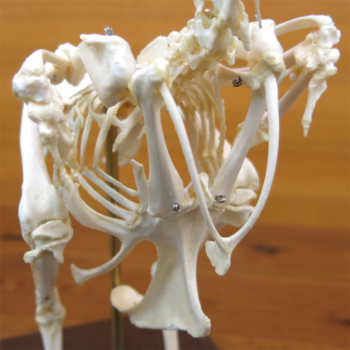ニワトリの全身骨格標本 | 日本スリービー・サイエンティフィック