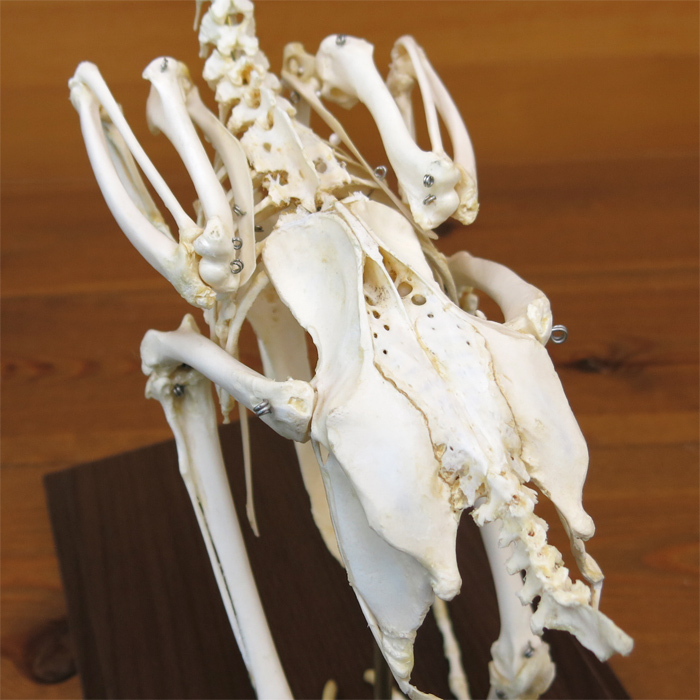 ニワトリの全身骨格標本 | 日本スリービー・サイエンティフィック