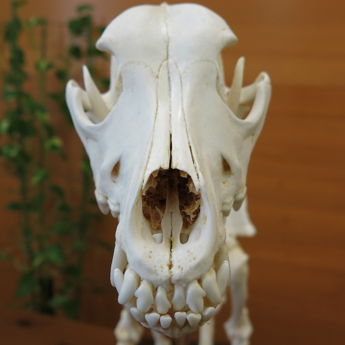 イヌの全身骨格標本 日本スリービー サイエンティフィック
