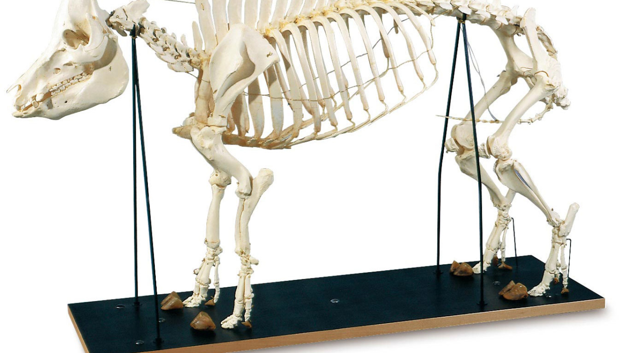 偶蹄類 奇蹄類の全身骨格標本 日本スリービー サイエンティフィック