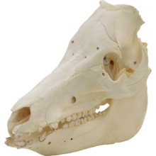 ブタの頭蓋骨標本，オス