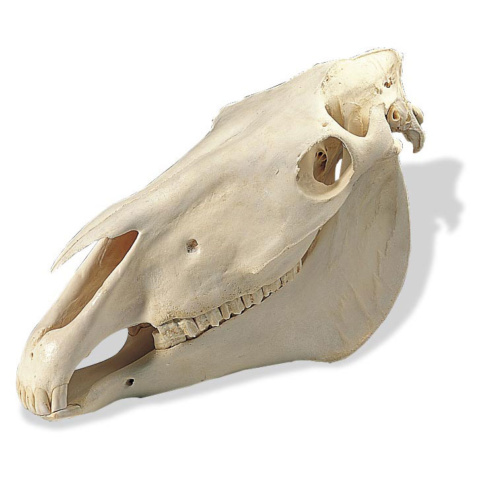 ウマの頭蓋骨標本