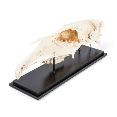 ウマの頭蓋骨標本，半側