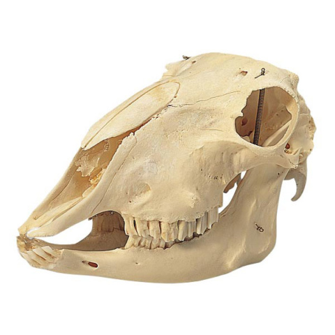 ヒツジの頭蓋骨標本，メス