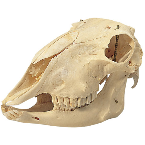 ヒツジの頭蓋骨標本，オス