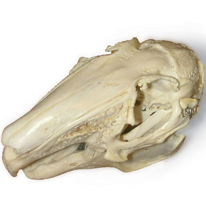 ウサギの頭蓋骨標本
