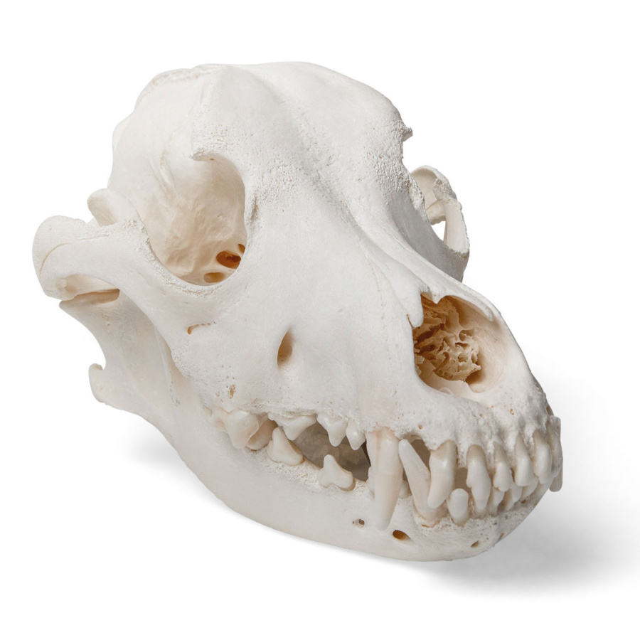 イヌの頭蓋骨標本