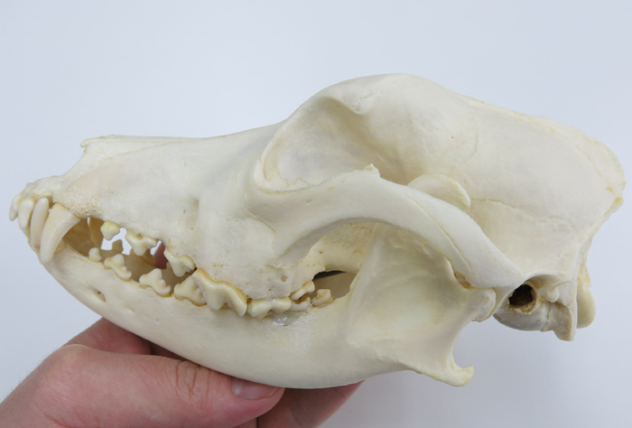 イヌの頭蓋骨標本 | 日本スリービー・サイエンティフィック