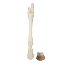ウマの後肢足部の骨格標本