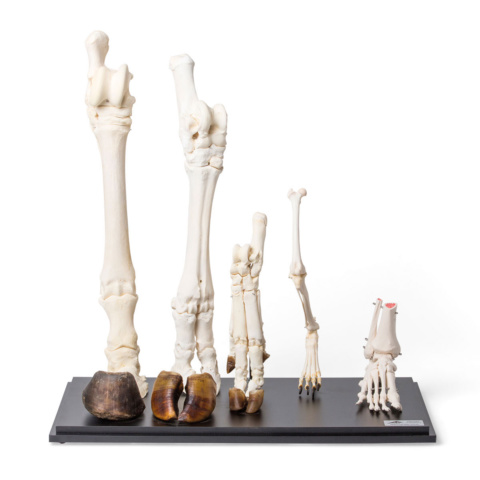 哺乳類の後肢骨標本セット