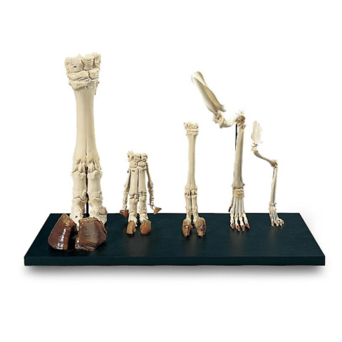 哺乳類の前肢骨標本セット