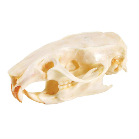 ラットの頭蓋骨標本