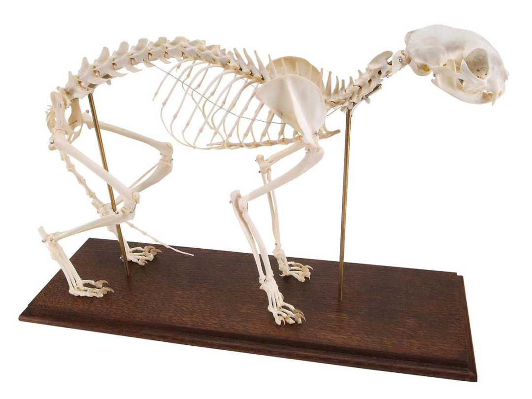 ネコの全身骨格標本 日本スリービー・サイエンティフィック