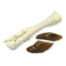 ウシの手または足の骨格標本