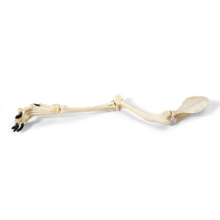 イヌの前肢骨または後肢骨標本