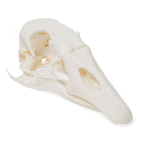 ガチョウの頭蓋骨標本