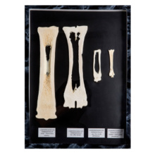 哺乳類の中足骨比較標本セット