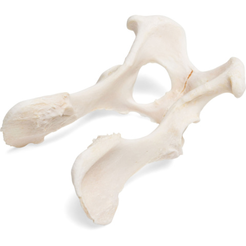 イヌの骨盤標本