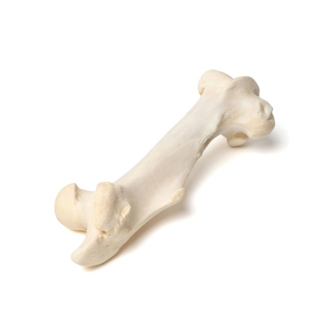ウマの大腿骨標本
