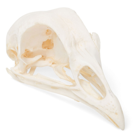 ニワトリの頭蓋骨標本