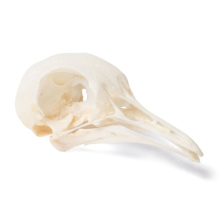 ハトの頭蓋骨標本