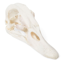 アヒルの頭蓋骨標本