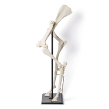 ウマの前肢・後肢の骨格標本セット