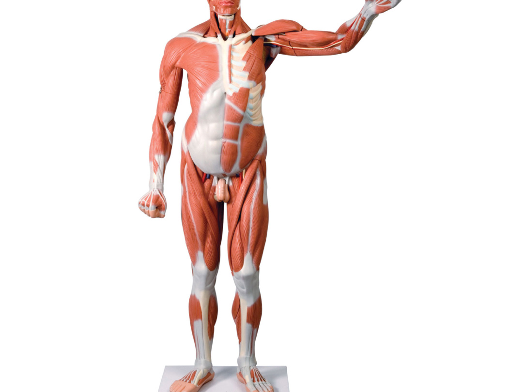 男性 実物大筋肉解剖 37分解モデル 日本スリービー サイエンティフィック