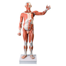男性,実物大筋肉解剖,37分解モデル