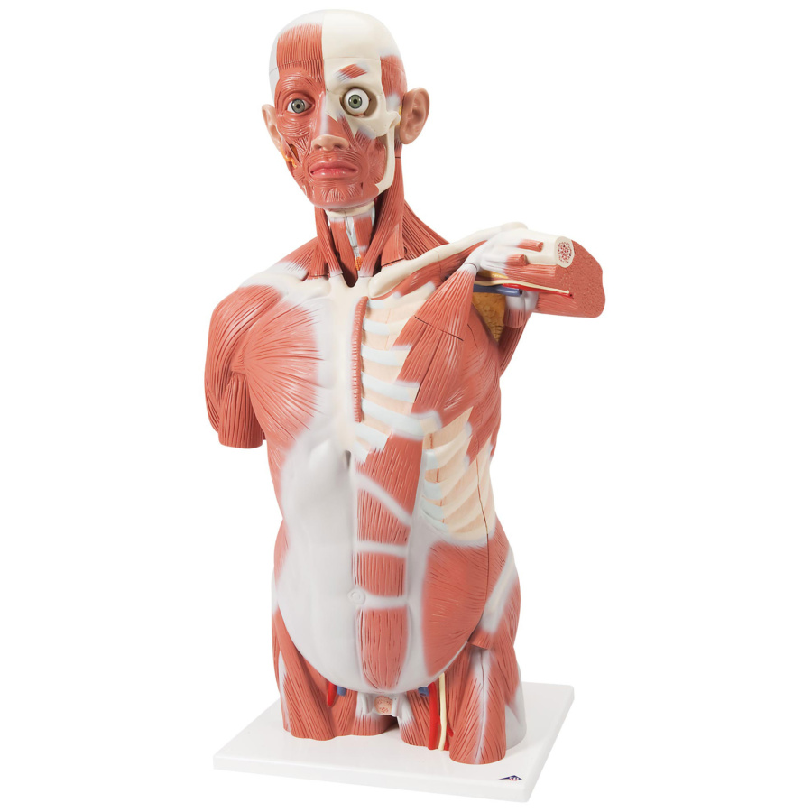 3B scientific 筋肉解剖 模型 1/4倍大・2分解モデル 人体模型 筋肉解剖，1/4倍大・2分解モデル，無性骨 骨格 人体模型 : 筋肉