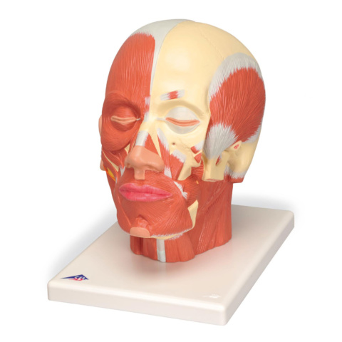 頭・頚部の筋肉モデル