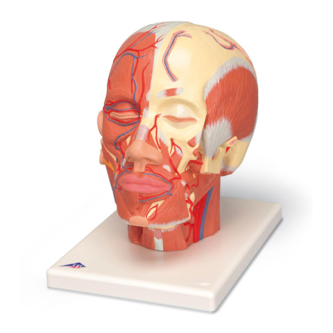 頭・頚部の筋肉モデル，血管付