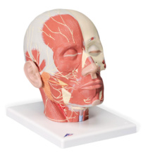 頭・頚部の筋肉モデル，神経付