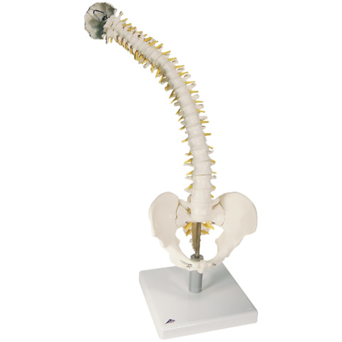 脊柱可動型モデル，軟椎間板型