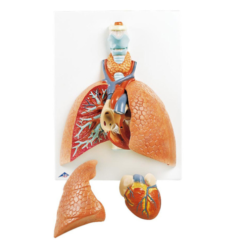 肺，5分解モデル
