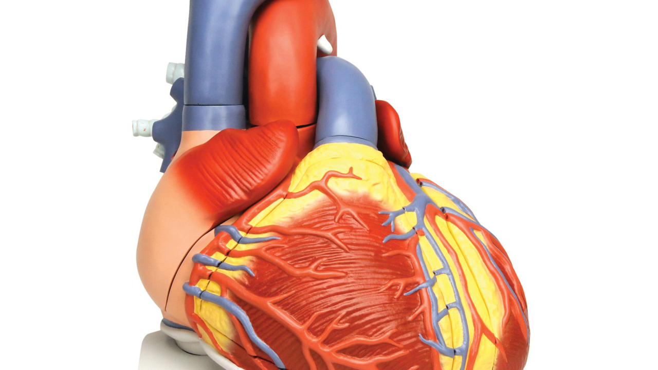 8669円 【SALE／103%OFF】 aipipl 研究モデル心臓モデル-3倍拡大心臓モデル-医療解剖学的人間心臓モデル-PVC材料人体解剖学モデル-研究ディスプレイ医療教育モデル用