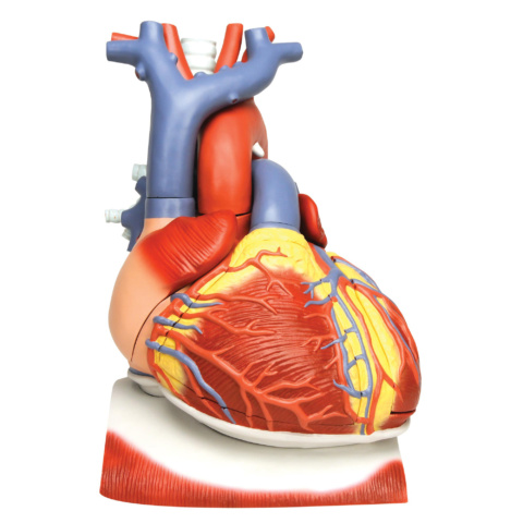 心臓，横隔膜付，3倍大・10分解モデル