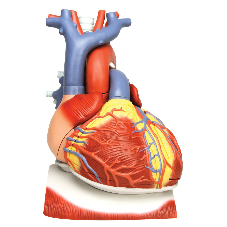 最大87%OFFクーポン 心臓 2分解モデル