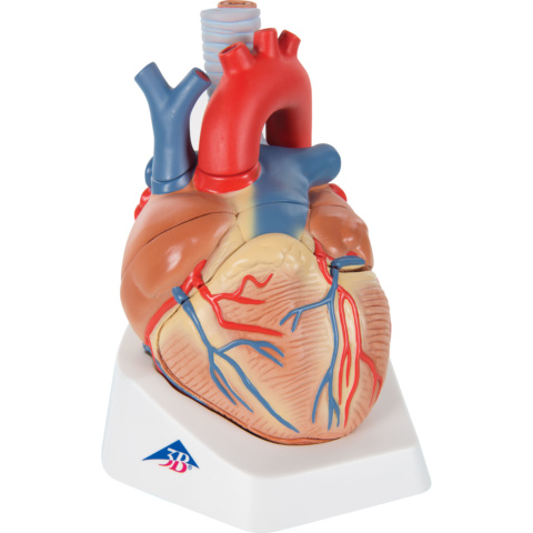 心臓，1.5倍大・7分解モデル