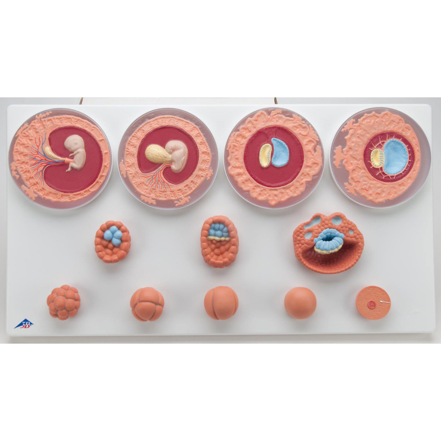 受精後の卵子発育12段階モデル II型 | 日本スリービー・サイエンティ