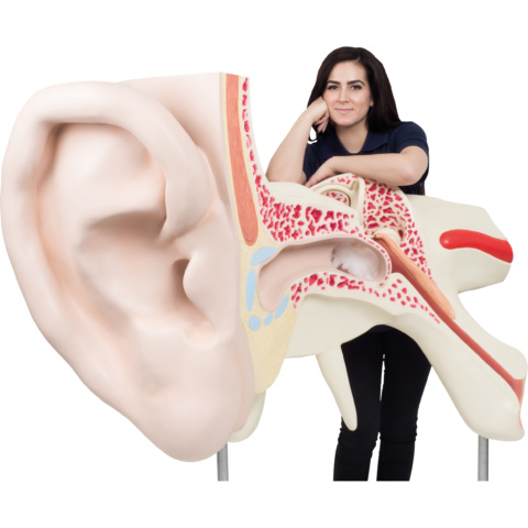 世界最大の耳，15倍大・3分解モデル