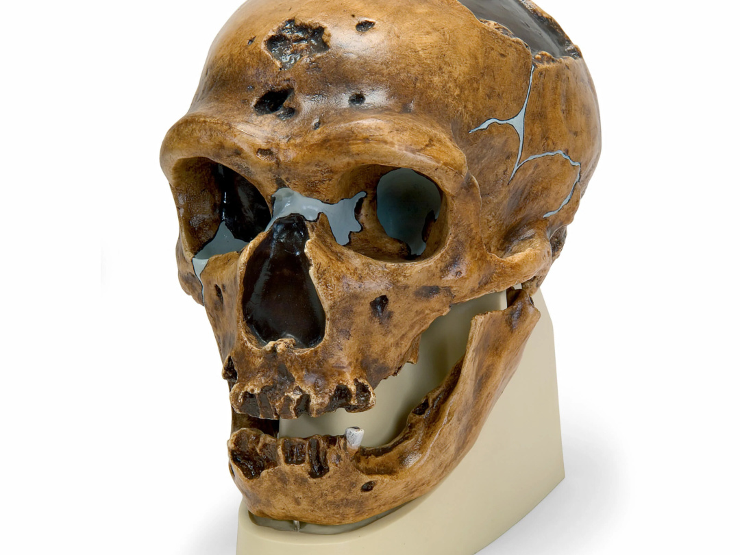ネアンデルタール人の頭骨モデル | 日本スリービー・サイエンティフィック
