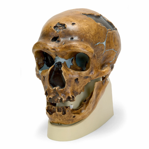 ネアンデルタール人の頭骨モデル