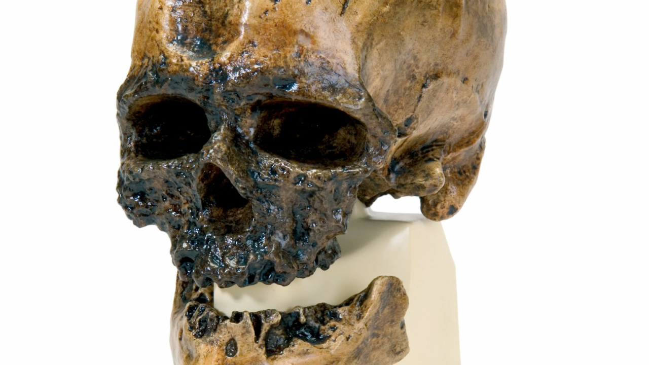 クロマニヨン人の頭骨モデル | 日本スリービー・サイエンティフィック