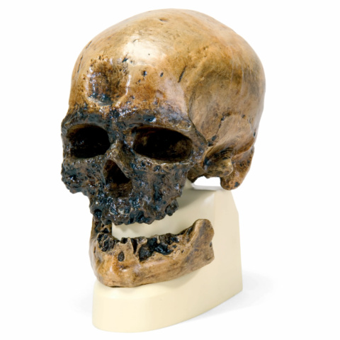 クロマニヨン人の頭骨モデル